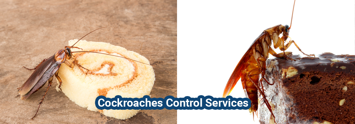 Cockroaches Pest Control Services