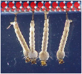 Control of Larvae