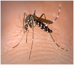 Mosquito Control