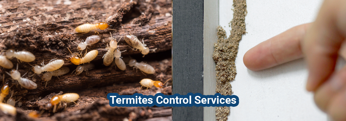 Termites Control Services